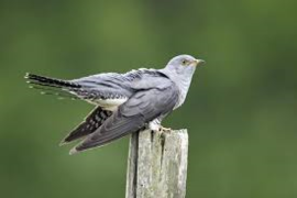 鳥の鳴き声と音楽（その1）